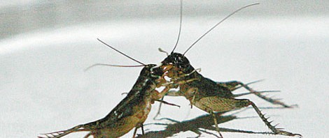 Cricket Fighting in China