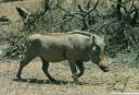 wildboar.jpg